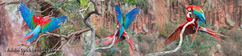 Red-and-green Macaws (Ara chloropterus, Buraco das Araras, Mato Grosso do Sul, Brazil photo