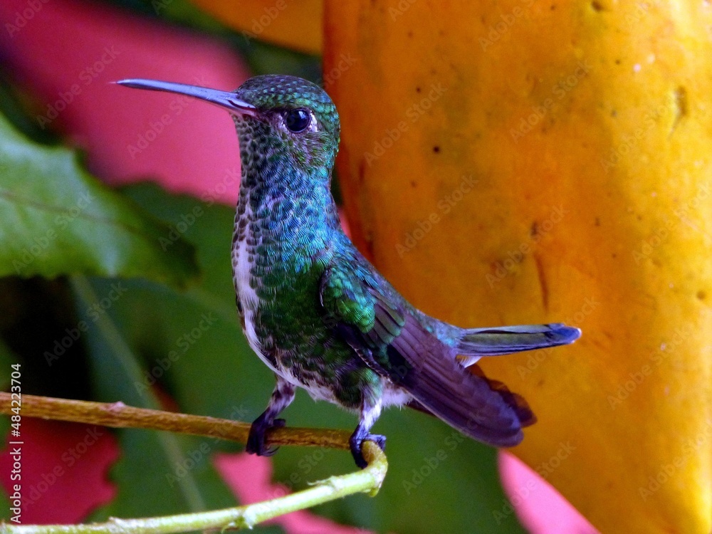 Obraz premium Glittering-throated Emeralds (Amazilia fimbriata) Trochilidae family. Amazon, Brazil.