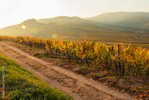 Vineyards, Rodern, Alsace, Alsatian Wine Route, Haut-Rhin, France photo
