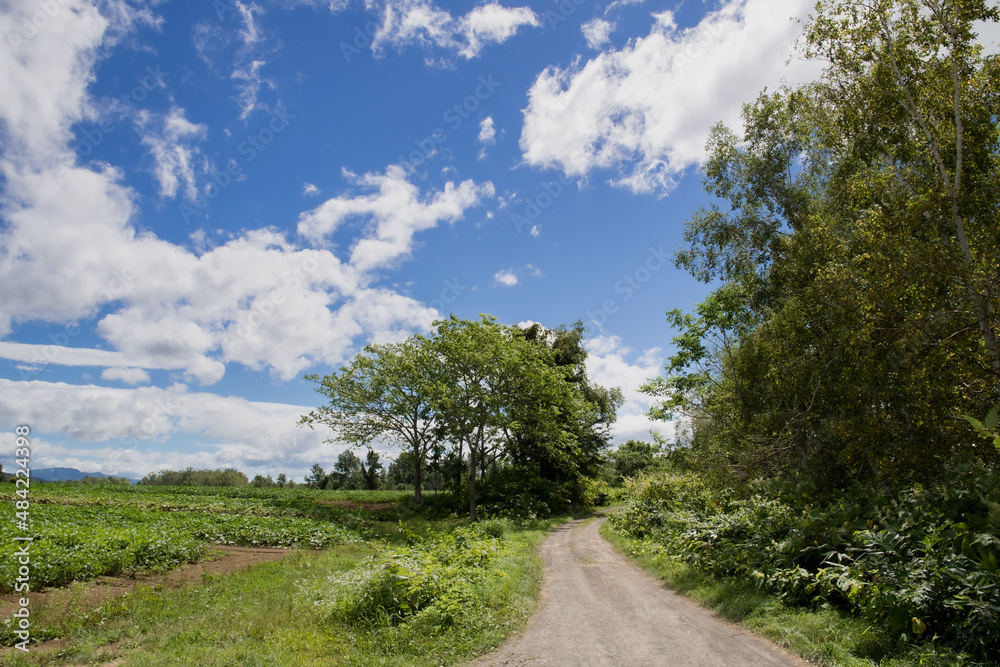 Fototapeta premium 田舎の小路