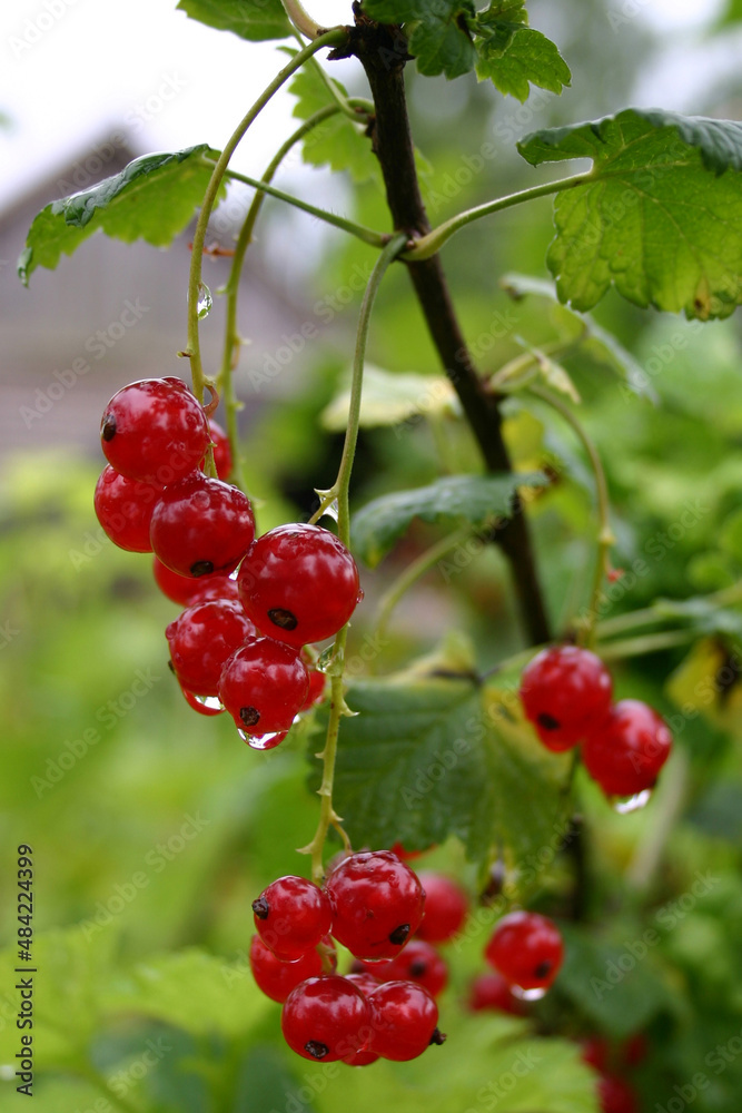 Red currant branch with berries and leaves after rain on blurry background Red currant branch with berries and leaves after rain on blurry background