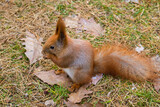 A red, fluffy squirrel is sitting on the lawn in the autumn forest, holding a nut in his paws and eating it. Wild animals in their natural habitat. Green grass and fallen oak leaves. Rodent eating.