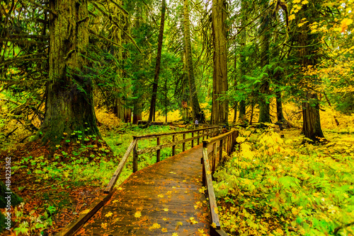 Quiet wooden path in Mount Rainier National Park, Washington State photo