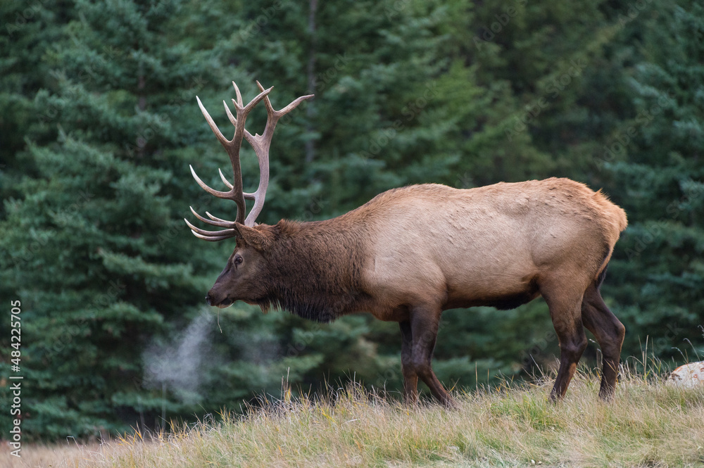 Wild Elk (Wapiti) (Cervus canadensis) during the Autumn rut, Jasper National Park, UNESCO World Heritage Site, Alberta, Canadian Rockies Wild Elk (Wapiti) (Cervus canadensis) during the Autumn rut, Jasper National Park, UNESCO World Heritage Site, Alberta, Canadian Rockies