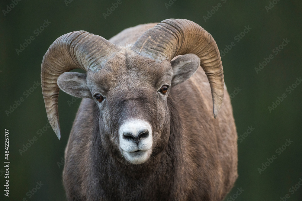 Rocky Mountain Bighorn Sheep Ram (Ovis canadensis), Jasper National Park, Alberta, Canadian Rockies Rocky Mountain Bighorn Sheep Ram (Ovis canadensis), Jasper National Park, Alberta, Canadian Rockies