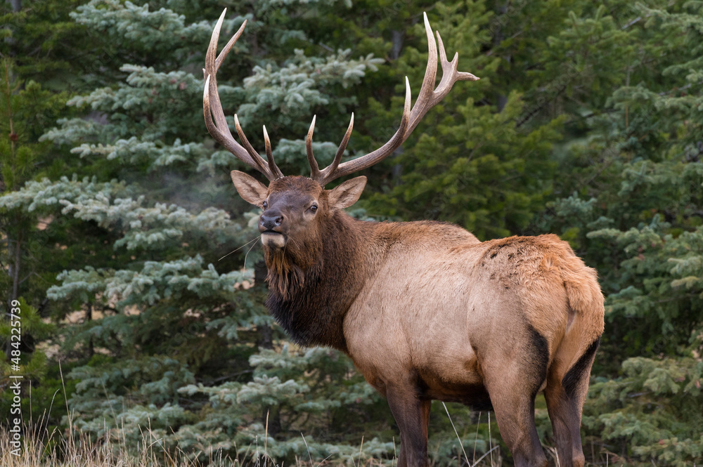 Wild Elk (Wapiti) (Cervus canadensis) bugling during the Autumn rut, Jasper National Park, UNESCO World Heritage Site, Alberta, Canadian Rockies Wild Elk (Wapiti) (Cervus canadensis) bugling during the Autumn rut, Jasper National Park, UNESCO World Heritage Site, Alberta, Canadian Rockies