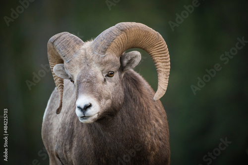 Rocky Mountain Bighorn Sheep Ram (Ovis canadensis, Jasper National Park, Alberta, Canadian Rockies