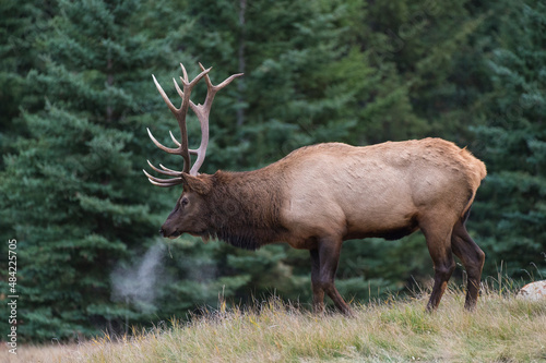 Wild Elk (Wapiti) (Cervus canadensis) during the Autumn rut, Jasper National Park, UNESCO World Heritage Site, Alberta, Canadian Rockies