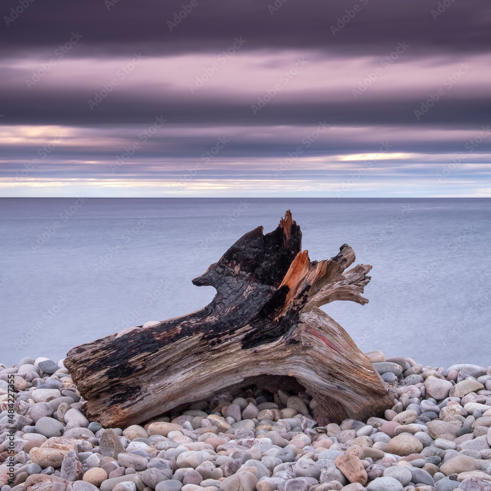 Driftwood on Spey Beach and the Moray Firth, Moray, Scotland Driftwood on Spey Beach and the Moray Firth, Moray, Scotland