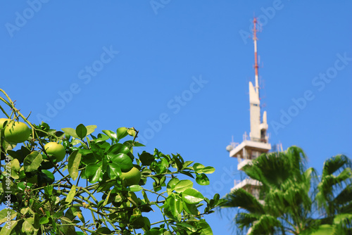 View of orange tree with green fruits and Marganit Tower as background, Tel Aviv, Istael