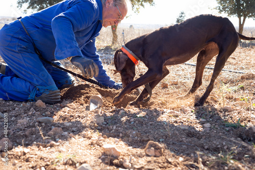 Dog digging a hole on soil where there are black truffles while farmer is waiting to pick them.