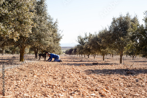 Canvas Print View of a mycorrhizal holm oak field where a kneeling farmer is picking a black truffle which his dogs just found it