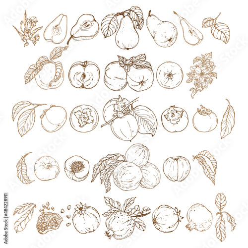 Vector set of hand darwn fresh fruits elements. Pears, apples, persimmons, peaches, pomegranates on a branches with leaves, whole, sliced, with stones. Line art botanical illustration 