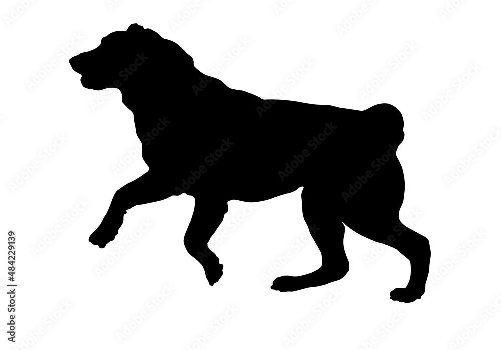 Running and jumping central asian shepherd dog puppy. Black dog silhouette. Pet animals. Isolated on a white background.
