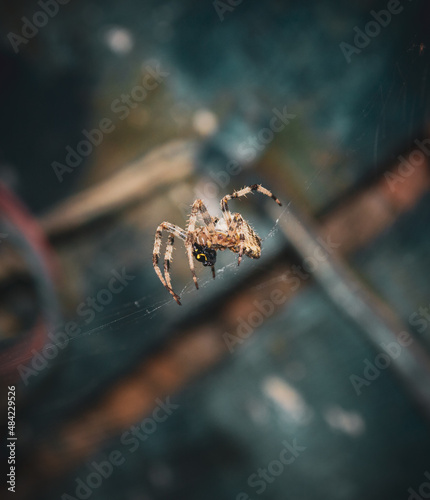 A spider on the web. Close-up photo. 