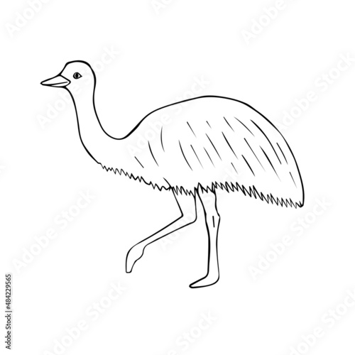 Vector hand drawn doodle sketch emu ostrich isolated on white background