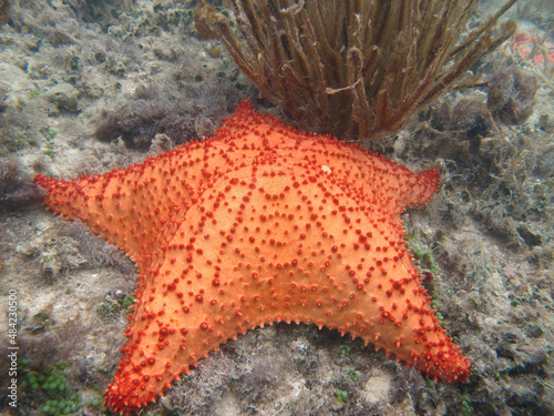 orange starfish in shallow water in the caribbean sea