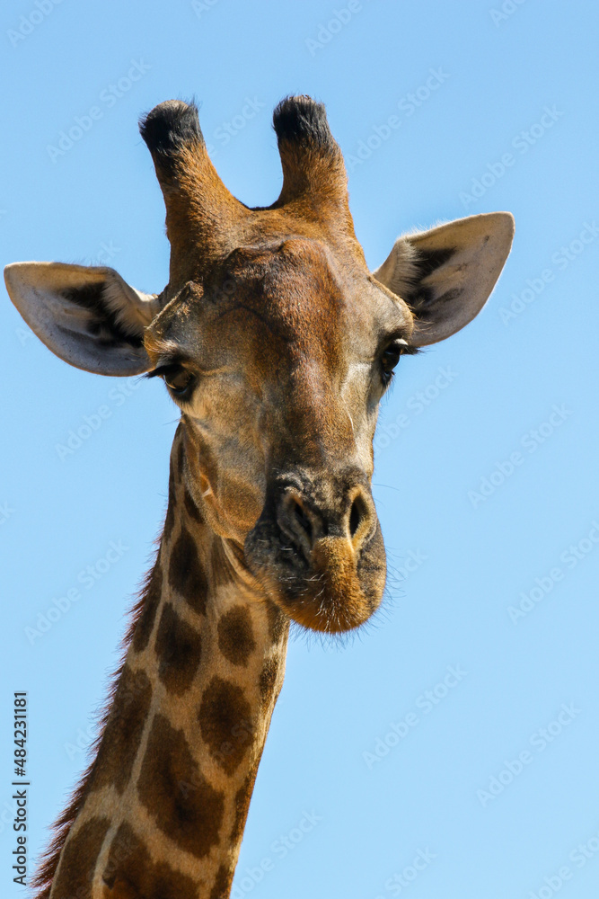 Fototapeta premium Giraffe, Pilanesberg