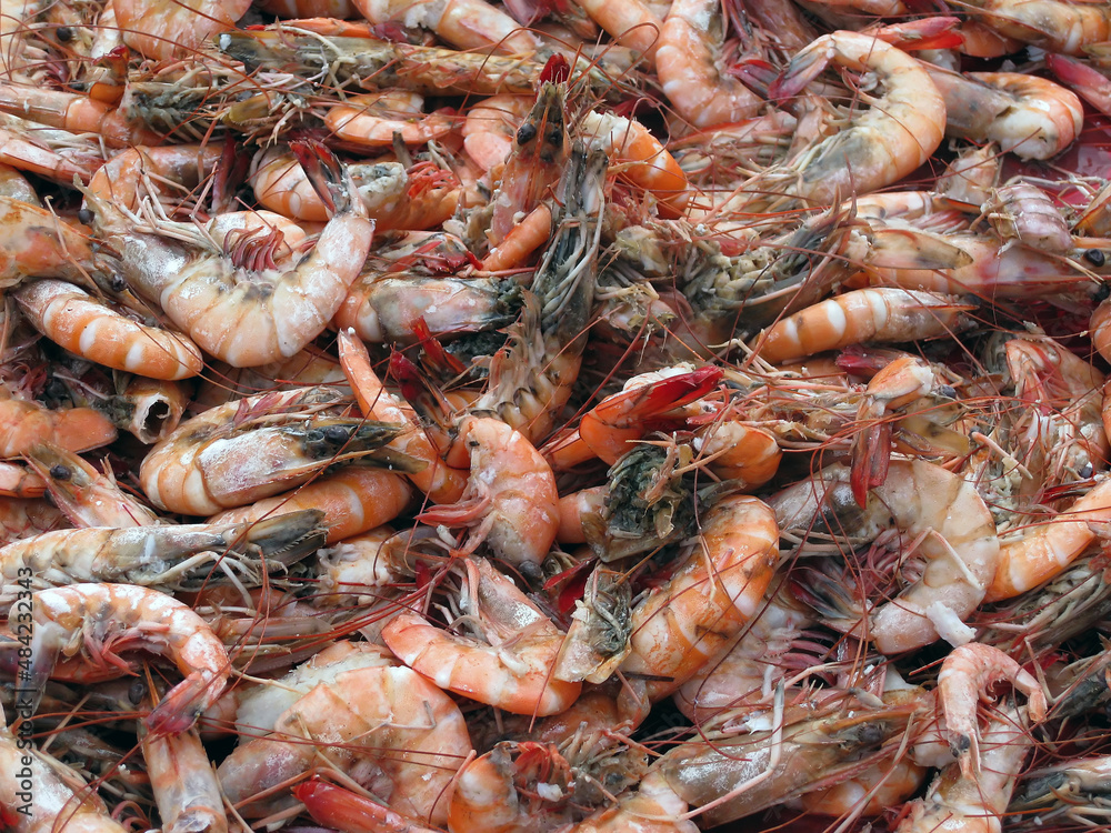 fresh raw shrimp fresh raw shrimp