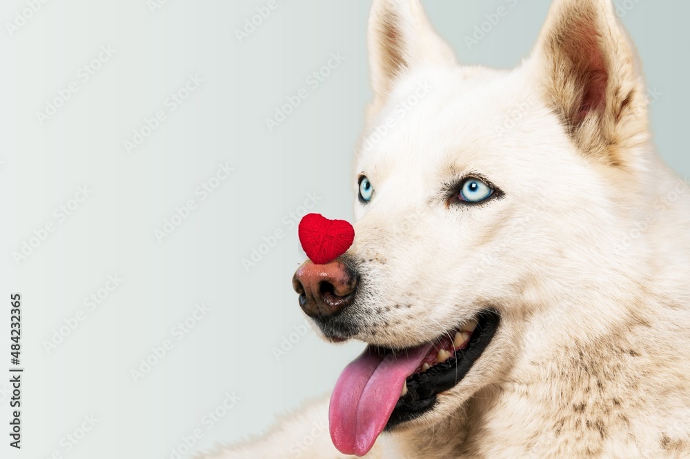 St. Valentine's Day concept. Funny portrait cute puppy dog holding a red heart on the nose St. Valentine's Day concept. Funny portrait cute puppy dog holding a red heart on the nose