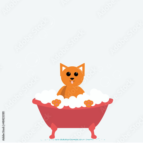 The orange kitten taking a bath