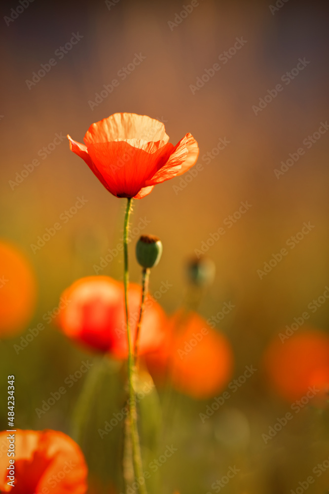 Naklejka premium Mohn