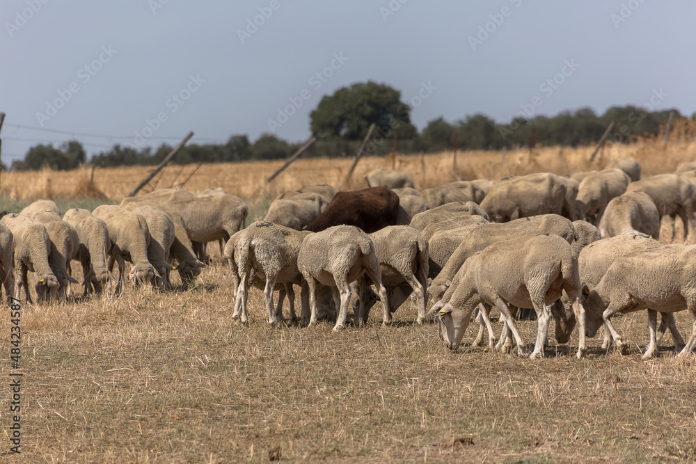 View of flock of sheep on mountains, grazing farmland field, green herbs, in Spain View of flock of sheep on mountains, grazing farmland field, green herbs, in Spain