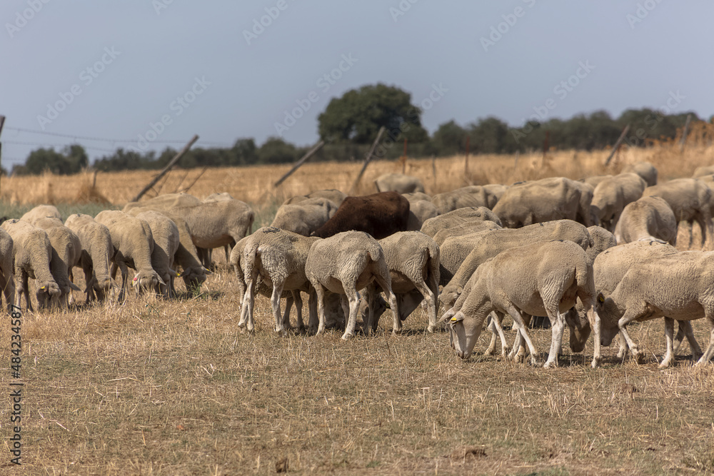 View of flock of sheep on mountains, grazing farmland field, green herbs, in Spain