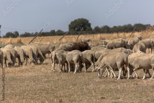 View of flock of sheep on mountains  grazing farmland field  green herbs  in Spain