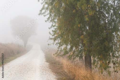 Rural road between trees and fog. Aranguren Valley