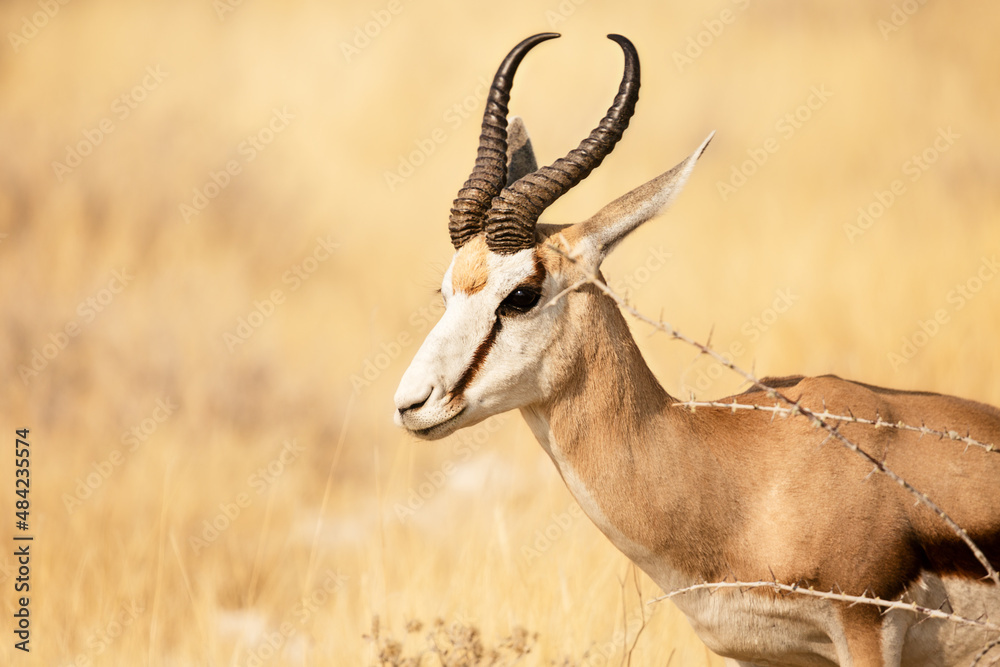 Wild African animals. Springboks (medium sized antelope) in Etosha National Park. Namibia Wild African animals. Springboks (medium sized antelope) in Etosha National Park. Namibia