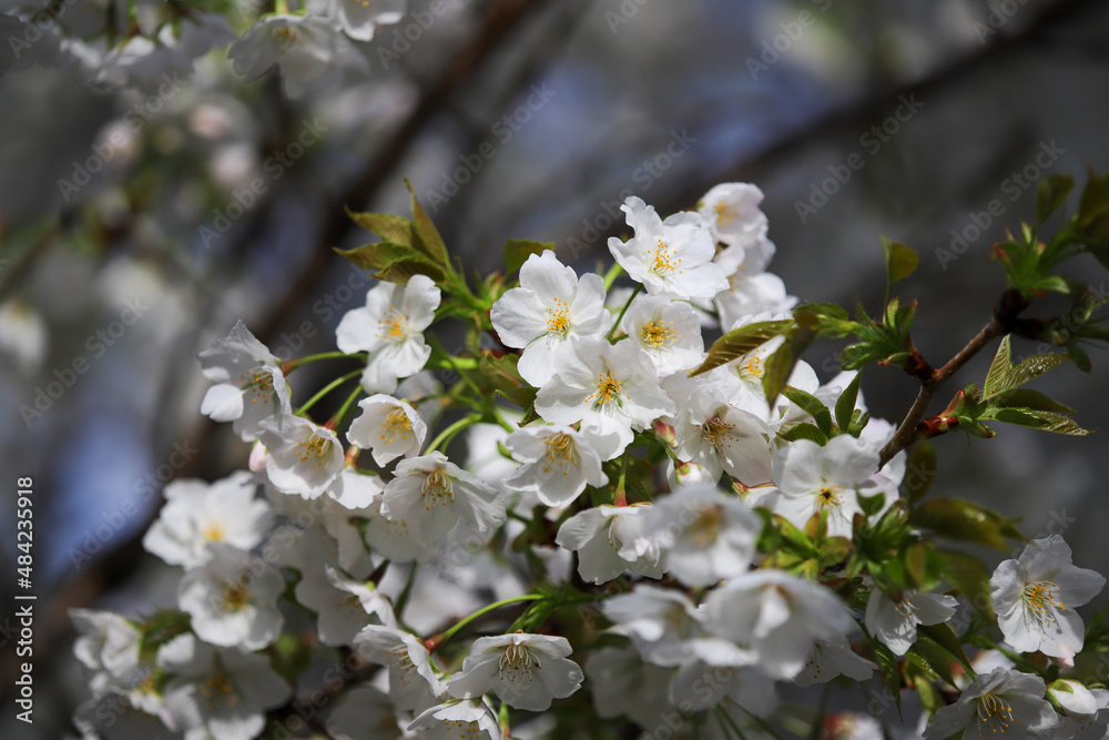Fototapeta premium 満開の大島桜