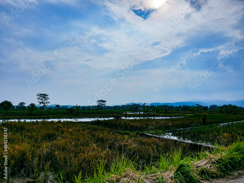 Fotografie blue sky and clouds over the ricefield