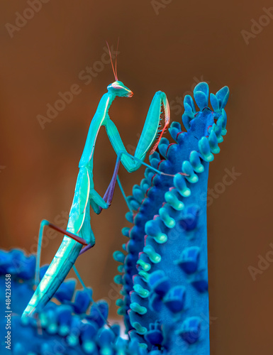 Foto Close up of pair of Beautiful European mantis ( Mantis religiosa )