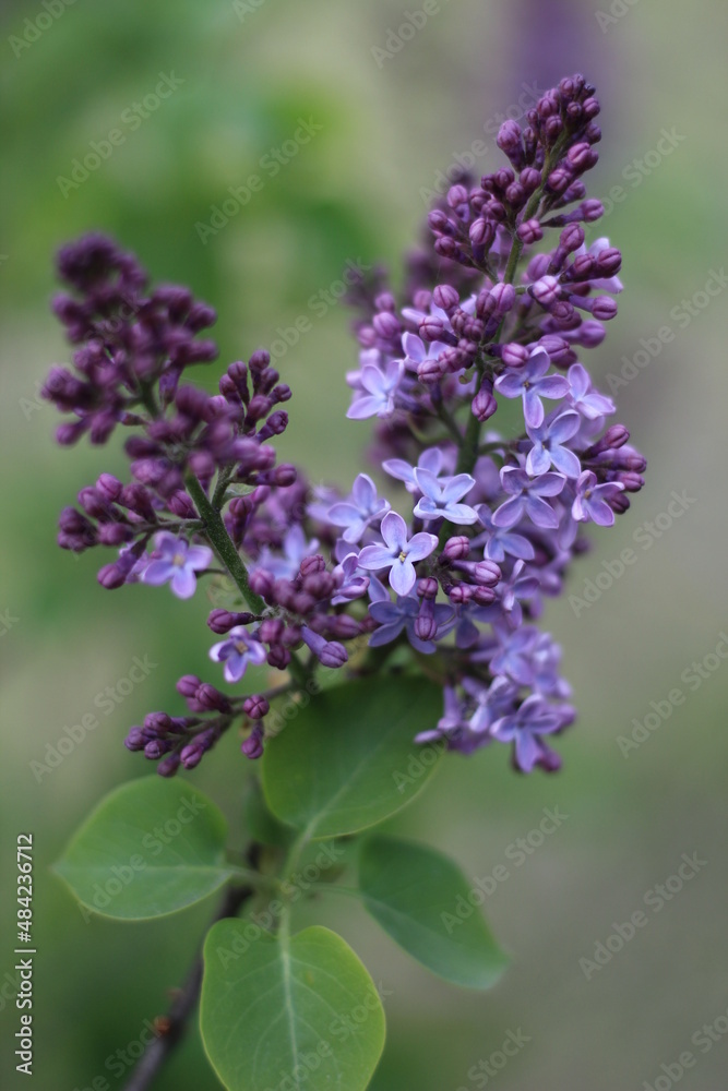 A branch of lilac lilac with a flower in five petals for good luck and happiness on a blurry background on a spring day A branch of lilac lilac with a flower in five petals for good luck and happiness on a blurry background on a spring day