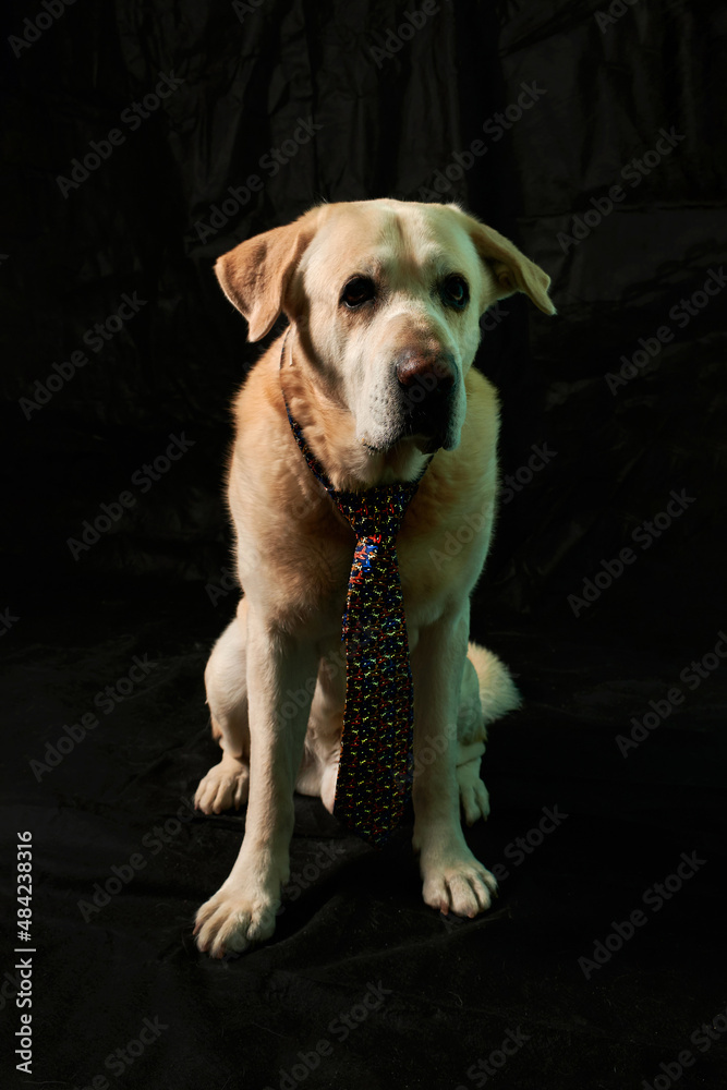 Labrador dog with a tie isolated on black background