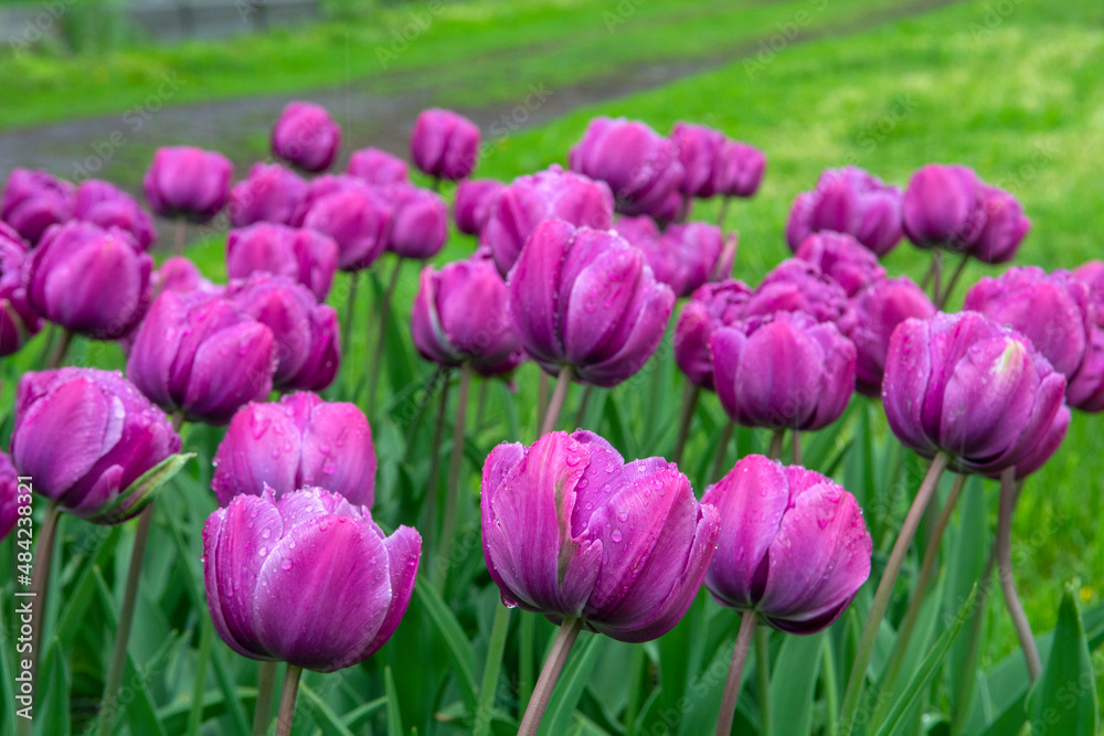 Double Late tulips