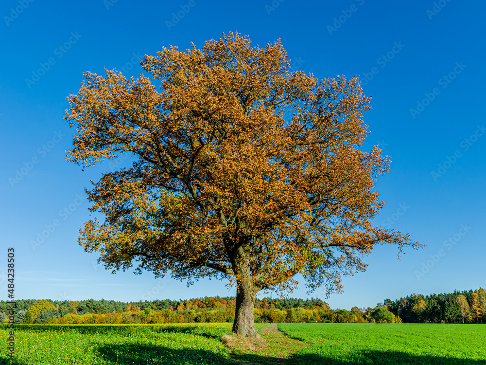 Allein stehender alter Baum mit Herbstlaub Allein stehender alter Baum mit Herbstlaub