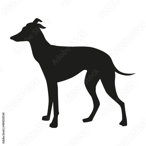 Italian greyhound silhouette of a standing dog