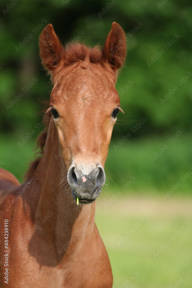 Fototapeta premium chesnut filly