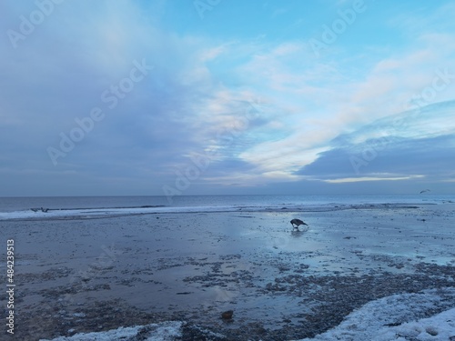 The Baltic Sea in winter in Latvia, a small crow walks along the shore 