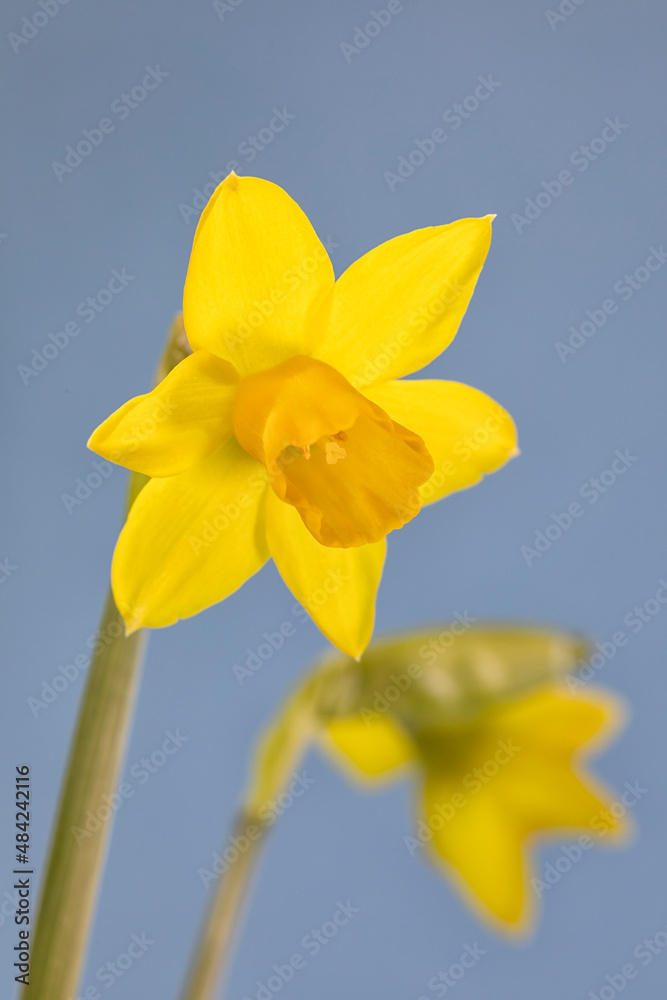 Closeup of flowers of Narcissus 'Tête-à-tête' against a blue background
