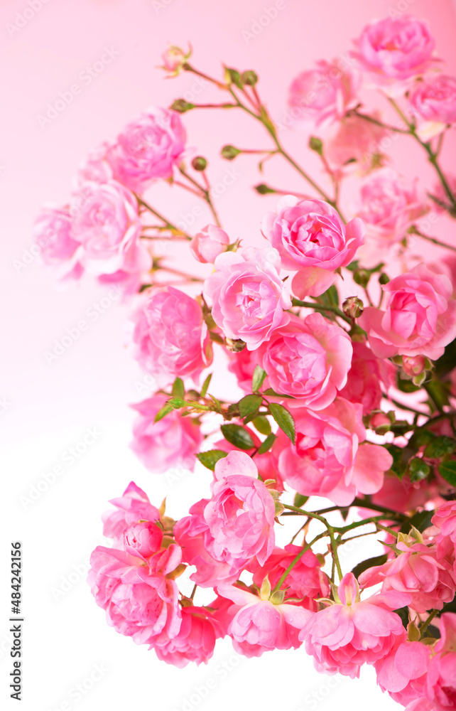 Beautiful Roses Bouquet Flowers isolated on pink background