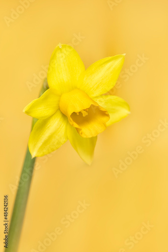 Closeup of flowers of Narcissus 'Tête-à-tête' against a yellow background