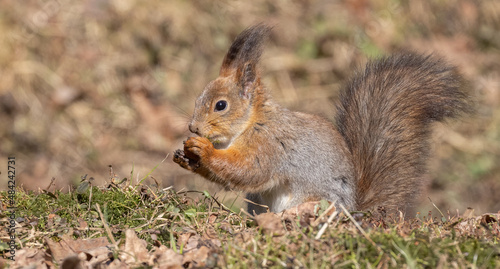 orange fine squirrel eating small nut