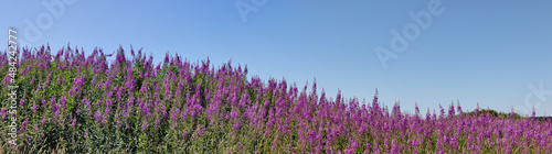 Chamaenerion angustifolium pink flowers in field under clear sky