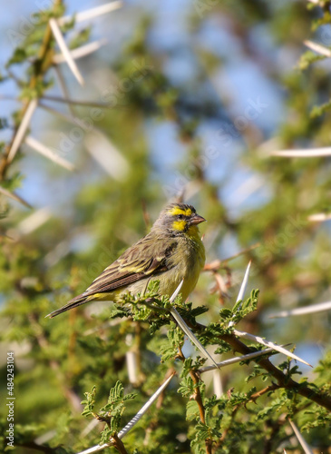 Yellow-fronted Canary, Pilanesberg National Park