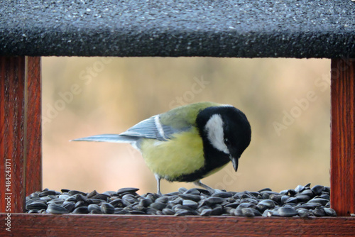 Foto The great tit eating sunflower seeds inside a brown wooden bird feeder, blurred