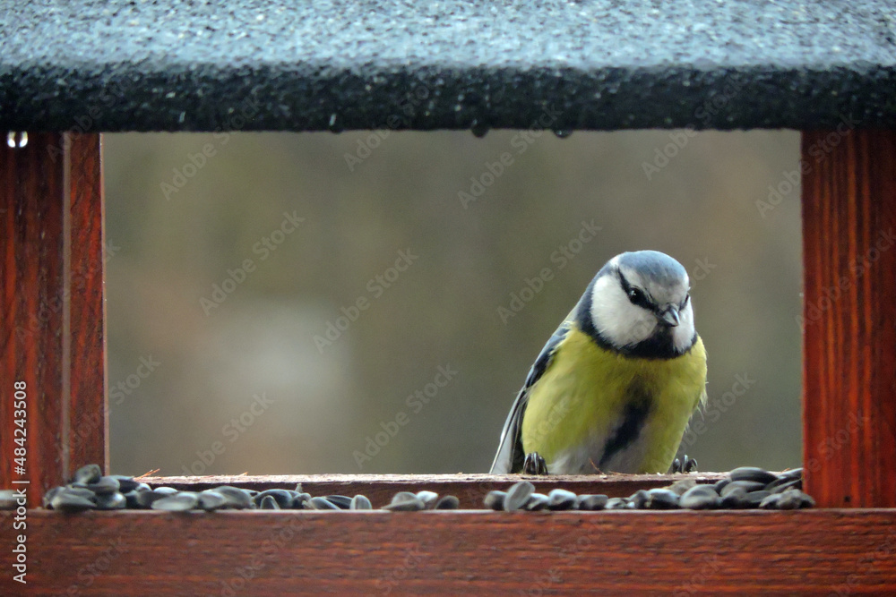 Obraz premium The Eurasian blue tit sitting inside a wooden bird feeder, blurred background