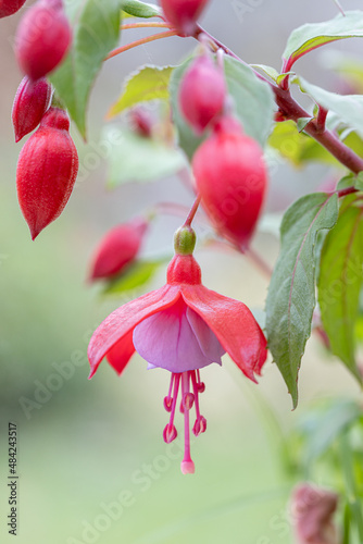 beautiful filled purple and red hummingbird fuchsia in the garden close up of pink and white fuchsias in bloom. Macro detail flower photo. Close bloom.